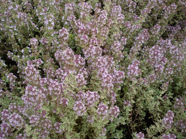 Thymus citriodorus 'Silver Queen'